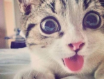 猫猫好困微密圈,萌态可掬，粉丝如云的宠物明星