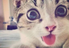 猫猫好困微密圈,萌态可掬，粉丝如云的宠物明星