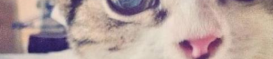 猫猫好困微密圈,萌态可掬，粉丝如云的宠物明星