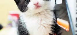 笨蛋小粉猫,一只萌翻天的捣蛋鬼日常