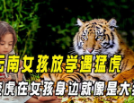 大猫女孩,探寻神秘猫族少女的奇幻之旅