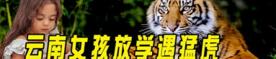 大猫女孩,探寻神秘猫族少女的奇幻之旅