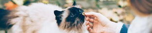 颉颉与猫微密图免费,揭秘神秘生物的奇幻世界