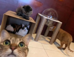 Ni的猫,揭秘网络红猫的奇幻生活与粉丝狂热