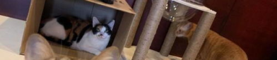Ni的猫,揭秘网络红猫的奇幻生活与粉丝狂热