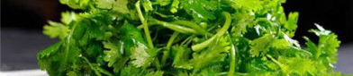 喜欢吃香菜,揭秘香菜的独特魅力与多重益处