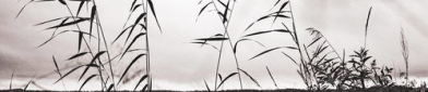 蒹葭苍苍,岁月静好——探寻古典诗意与现代生活的交融