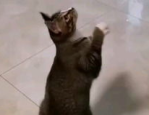 小猫困困,一场爱心救援的温暖故事