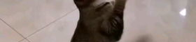 小猫困困,一场爱心救援的温暖故事