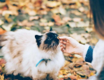 颉颉与猫,一场温馨的宠物奇遇记