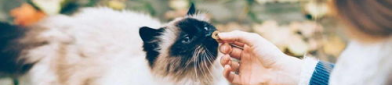 颉颉与猫,一场温馨的宠物奇遇记