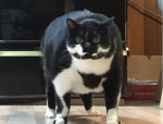 相扑猫,相扑猫的趣味瞬间
