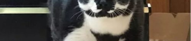 相扑猫,相扑猫的趣味瞬间