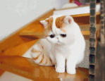 微密猫官方网,探索智能生活新伙伴的奥秘